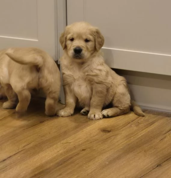 Cuccioli di Golden Retriever in vendita | Foto 1