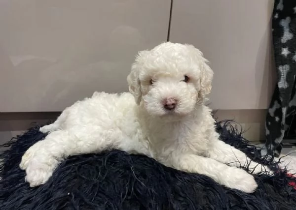 CUCCIOLI DI GOLDEN RETRIEVER SANI E TESTATI | Foto 2