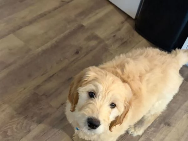 CUCCIOLI DI GOLDEN RETRIEVER SANI E TESTATI | Foto 1