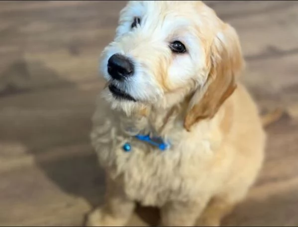 CUCCIOLI DI GOLDEN RETRIEVER SANI E TESTATI | Foto 0