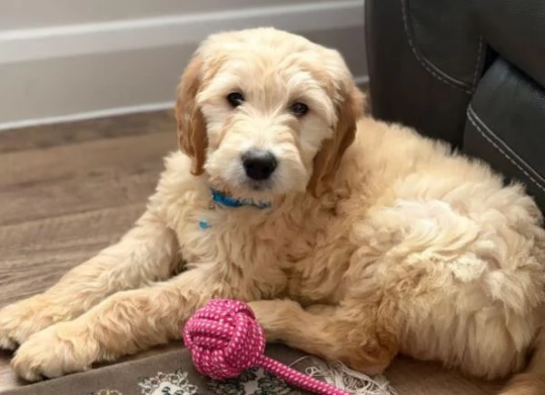 CUCCIOLI DI GOLDEN RETRIEVER SANI E TESTATI