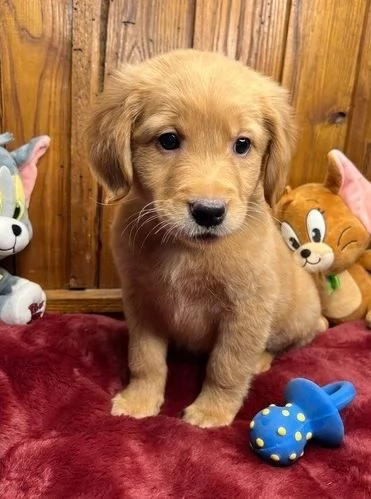 CUCCIOLI DI GOLDEN RETRIEVER PRONTI PER ANDARE A CASA | Foto 5