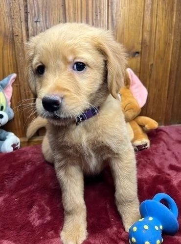CUCCIOLI DI GOLDEN RETRIEVER PRONTI PER ANDARE A CASA | Foto 4
