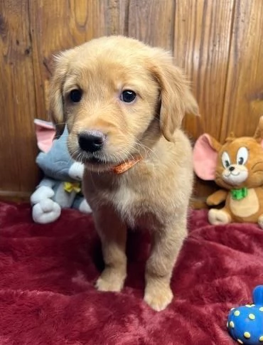 CUCCIOLI DI GOLDEN RETRIEVER PRONTI PER ANDARE A CASA | Foto 2