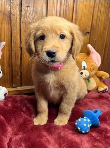 CUCCIOLI DI GOLDEN RETRIEVER PRONTI PER ANDARE A CASA