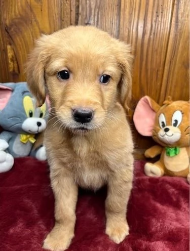CUCCIOLI DI GOLDEN RETRIEVER PRONTI PER ANDARE A CASA | Foto 0