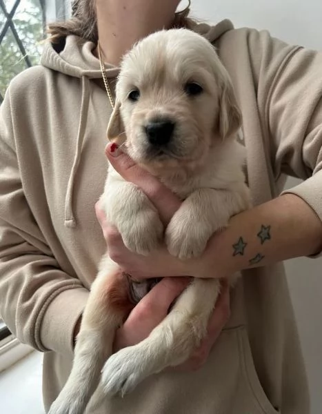 Disponibili adorabili cuccioli di Golden Retriever | Foto 2