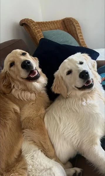 Disponibili adorabili cuccioli di Golden Retriever | Foto 0