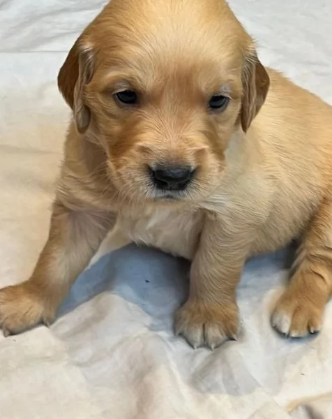 Cuccioli di Golden Retriever testati per la salute