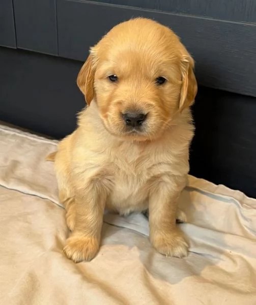 Cuccioli di Golden Retriever testati per la salute | Foto 3
