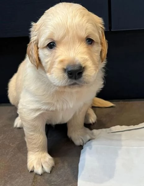 Cuccioli di Golden Retriever testati per la salute | Foto 0