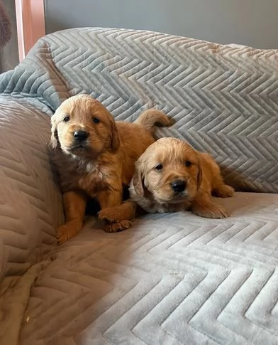 Cuccioli di golden retriever di alta qualitagrave | Foto 2