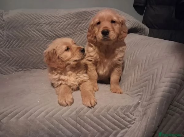 Cuccioli di golden retriever di alta qualitagrave