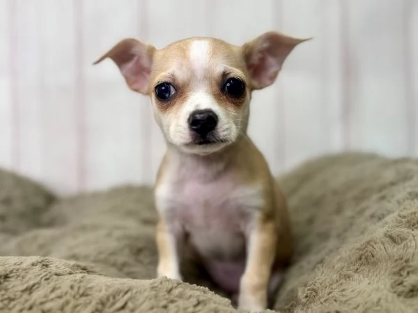 Cuccioli di Chihuahua disponibili  cercano famiglie amorevoli | Foto 1