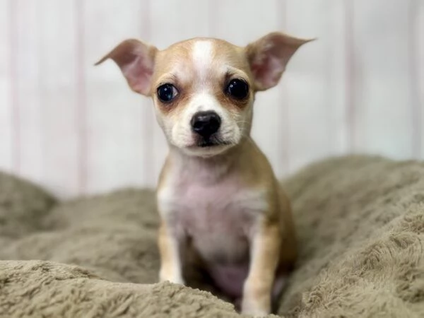 Cuccioli di Chihuahua disponibili  cercano famiglie amorevoli | Foto 0