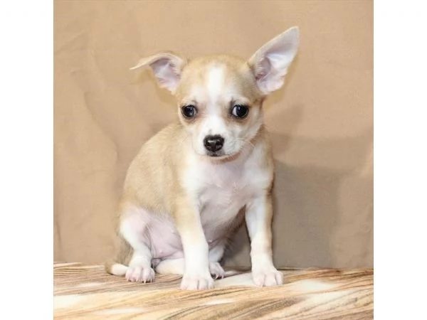 Cuccioli di Chihuahua disponibili  cercano famiglie amorevoli