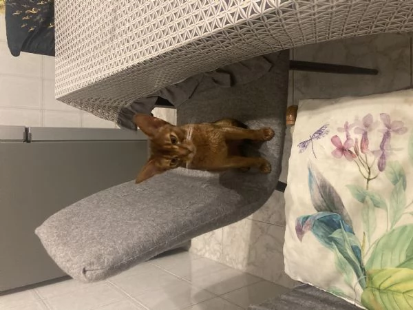 Gattina albissina | Foto 0