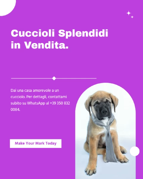 Cuccioli di Chow Chow