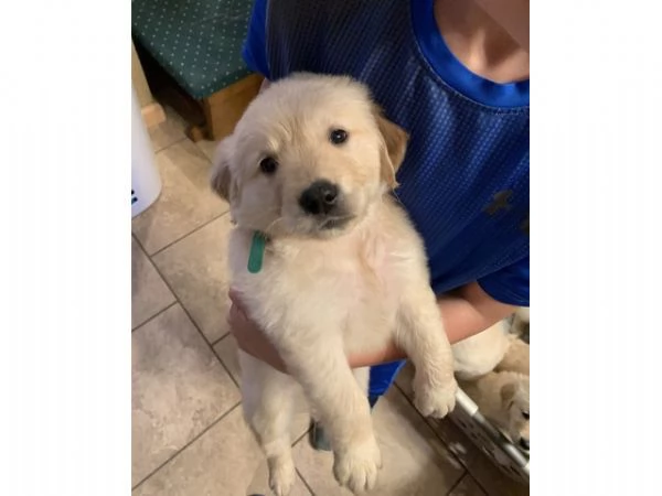 Cuccioli di Labrador registrati KC