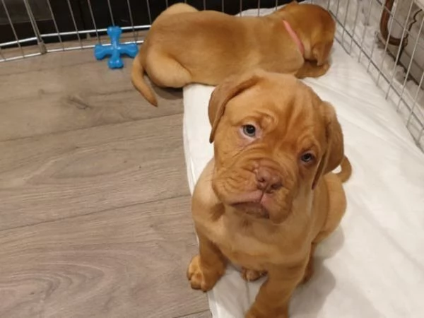 Bellissimi cuccioli di Dogue de Bordeaux