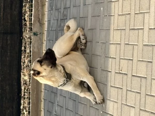 Cuccioli Kangal nati il 3001 | Foto 5