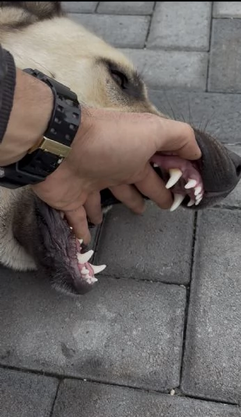 Cuccioli Kangal nati il 3001 | Foto 4