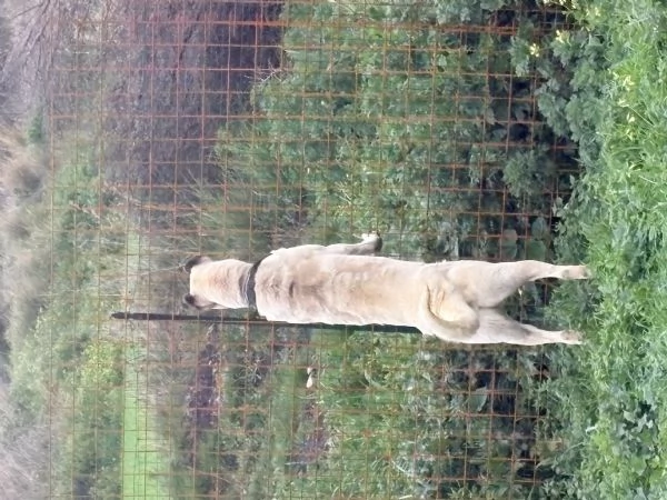 Cuccioli Kangal nati il 3001 | Foto 3