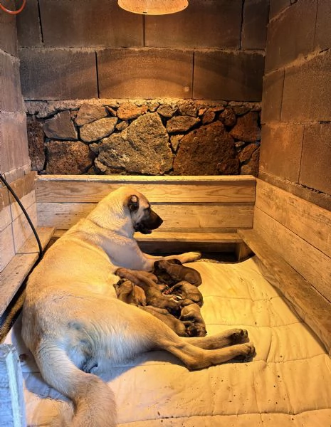 Cuccioli Kangal nati il 3001 | Foto 2