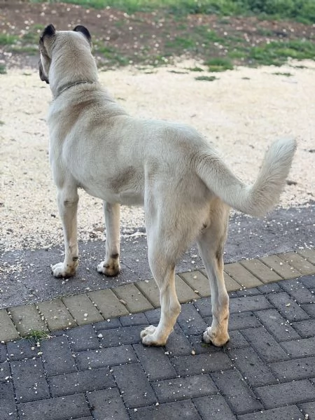 Cuccioli Kangal nati il 3001 | Foto 0