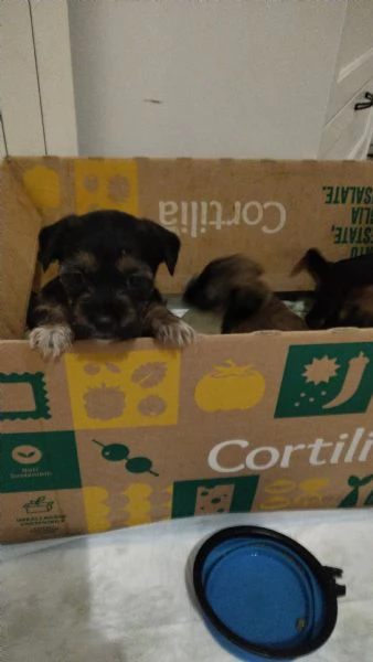 Cuccioli di Yorkshire  | Foto 1