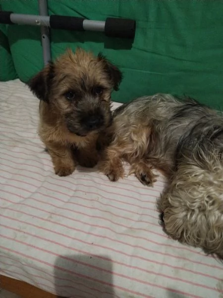 Cuccioli di Yorkshire  | Foto 4