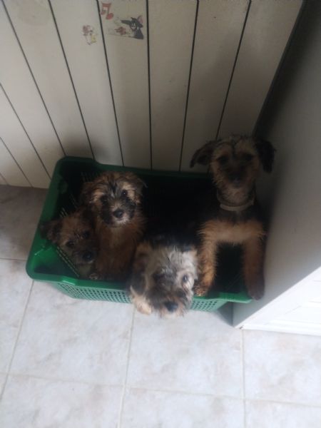 Cuccioli di Yorkshire  | Foto 2