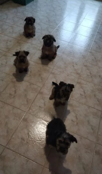 Cuccioli di Yorkshire  | Foto 1