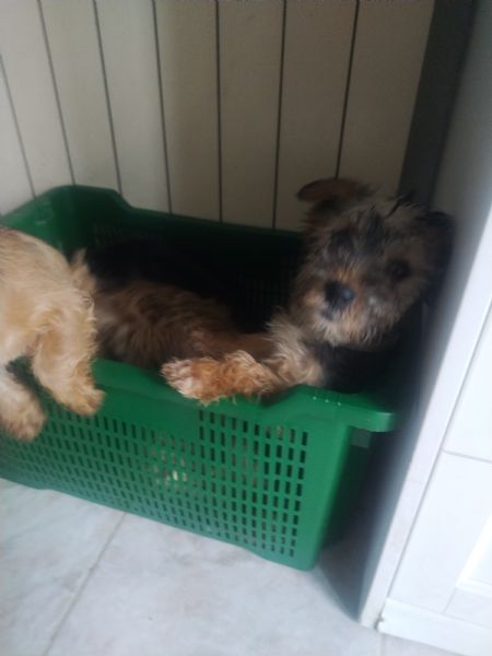 Cuccioli di Yorkshire  | Foto 0