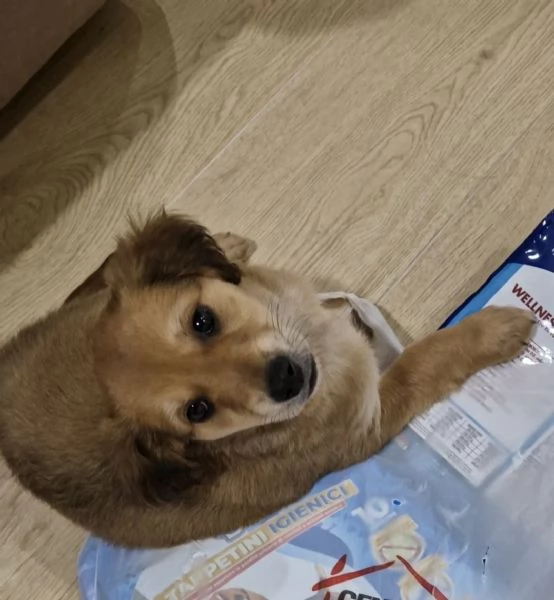 Cucciola meticcia taglia mediopiccola