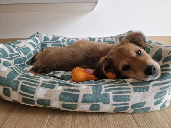 Cucciola meticcia taglia mediopiccola | Foto 4