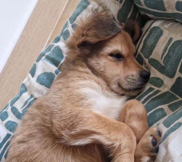 Cucciola meticcia taglia mediopiccola | Foto 3