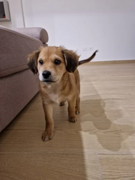 Cucciola meticcia taglia mediopiccola | Foto 5