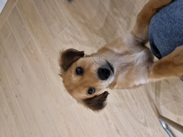 Cucciola meticcia taglia mediopiccola | Foto 4