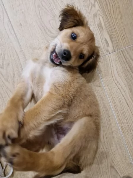 Cucciola meticcia taglia mediopiccola | Foto 3