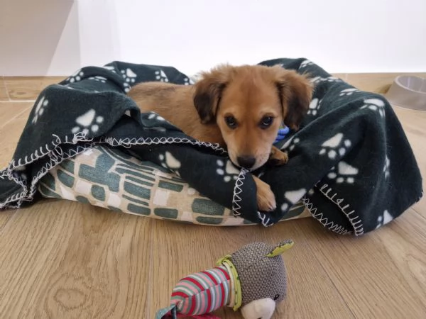 Cucciola meticcia taglia mediopiccola | Foto 1