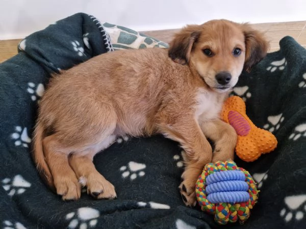 Cucciola meticcia taglia mediopiccola | Foto 0