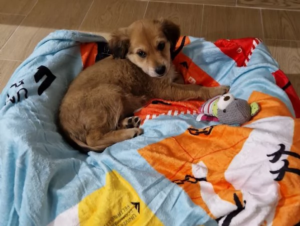 Cucciola meticcia taglia mediopiccola | Foto 0