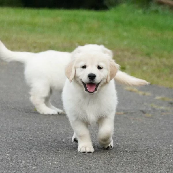 CUCCIOLI DI GOLDEN RETRIEVER
