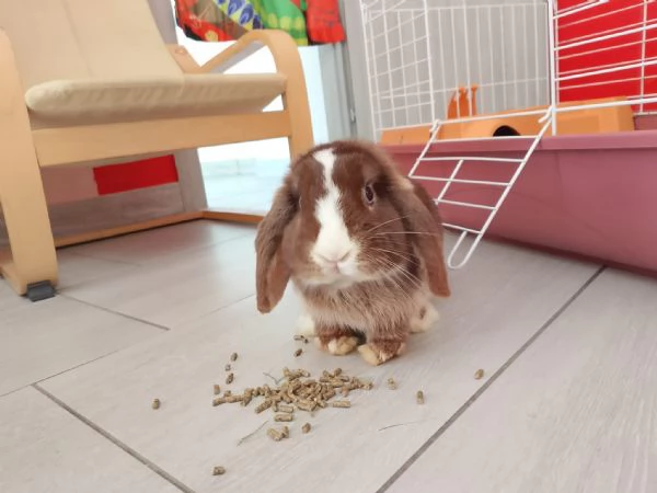 Regalo coniglietta Ariete | Foto 0