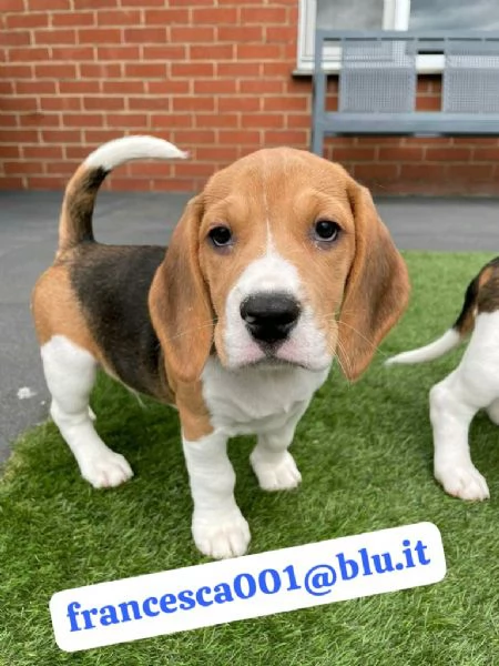 Regala i nostri cuccioli di Beagle maschio e femmina