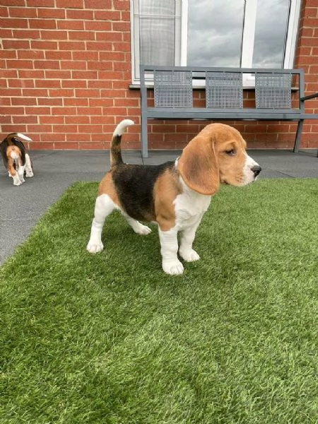 Regala i nostri cuccioli di Beagle maschio e femmina