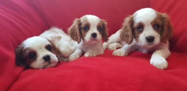 Regala i nostri cuccioli di Cavalier King maschio e femmina | Foto 2
