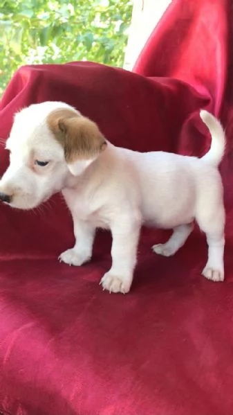 Regala i nostri cuccioli di Jack Russel maschio e femmina