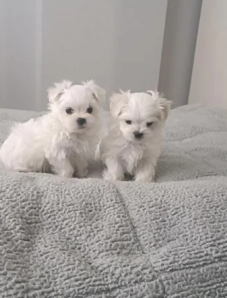 Regala i nostri cuccioli di Maltese maschio e femmina